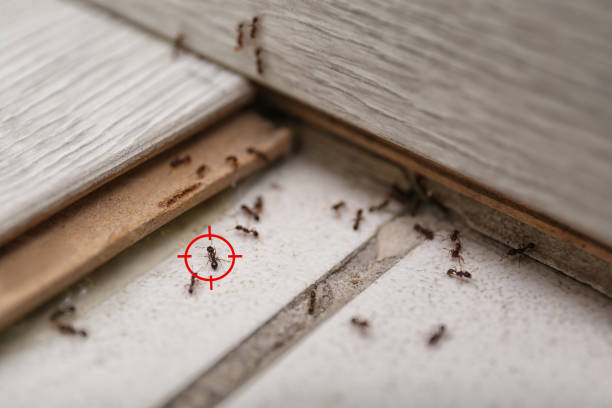 Best Flea Control Services  in Wills Point, TX