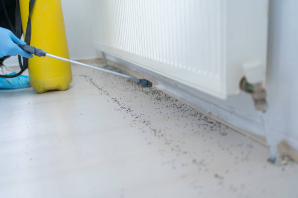 Best Flea Control Services  in Wills Point, TX