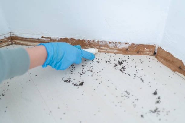 Best Emergency Pest Control  in Wills Point, TX